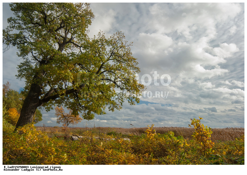 Quercus robur, �������, ��������������� ��������� ��������, ������������� �������, ������, �������� ��������� ������� ����, ���,   ����, �������, ���������� ����, ������, ������, ��������, �����, ���������� ��������, ������������ ��������, ������������ ��������, XYZ, �������, Fagaceae, ��� ������, ��� ������������, ��� ����������, Quercus robur, Quercus pedunculata