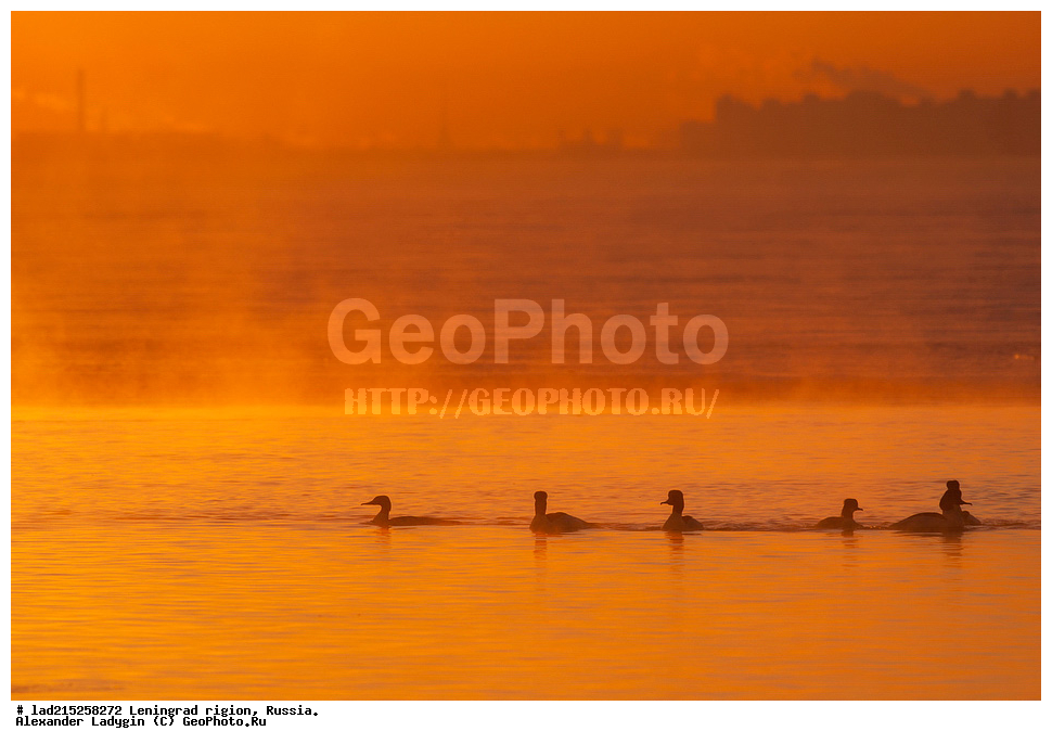 ����, ���, ������ �����, �����, ����, ��������������� ��������� ��������, �������� ��������� ������� ����, �������, ������� �����, ���������� ����, ������������� �������, ������� �������, �������, Mergus merganser, �����, ���, �����, ���������, �������, ��������, ��������, �����, �����, ��������, �����������, �����������������, ������������� �����, ������������� �����, XYZ, ������, Anatidae, Mergus merganser,