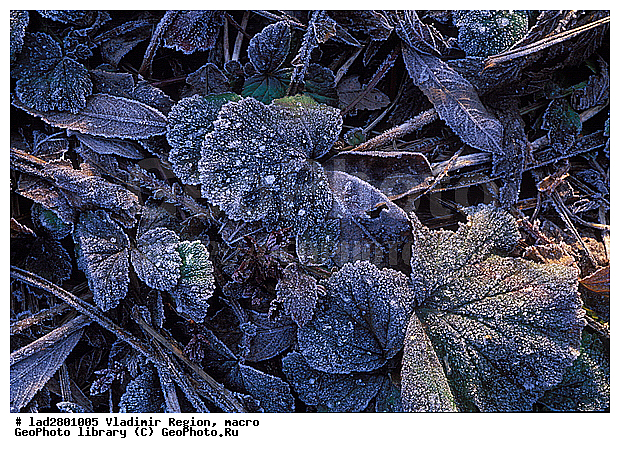 ������������ �������, ����, ����, �����, ����