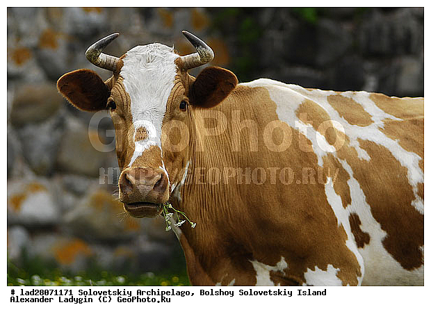 ������������� �������, ����� ����, �����, �������, ���, ����, �������� � ������ ����������, ���������� ���������, ���������� ���������������� ���������, �������, ����, �����, �����, ����������� ������, ��������� ������