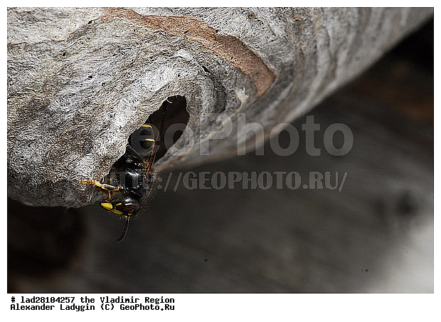 ����, ���, ������ ������, �����������������, ���, ����