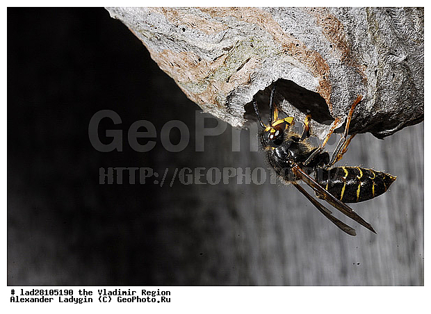 ����, ���, ������ ������, �����������������, ���, ����