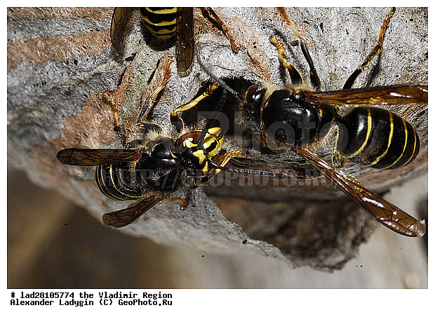 ����, ���, ������ ������, �����������������, ���, ����