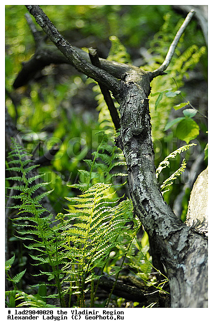 �����, ����������, ������, ���, ������� �������, ����������, ���������, ��������, �����, �������