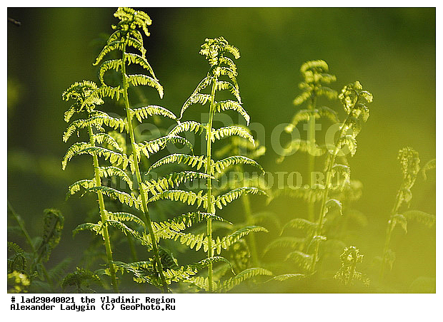 �����, ����������, ������, ���, ������� �������, ����������, ���������, ��������, �����, �������