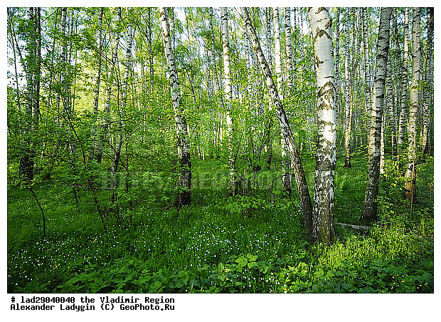 �����, ����������, ������, ���, ������� �������, ����������, ���������, ��������, �����, �������