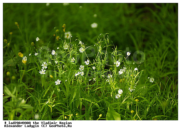 �����, ����������, ������, ���, ������� �������, ����������, ���������, ��������, �����, �������