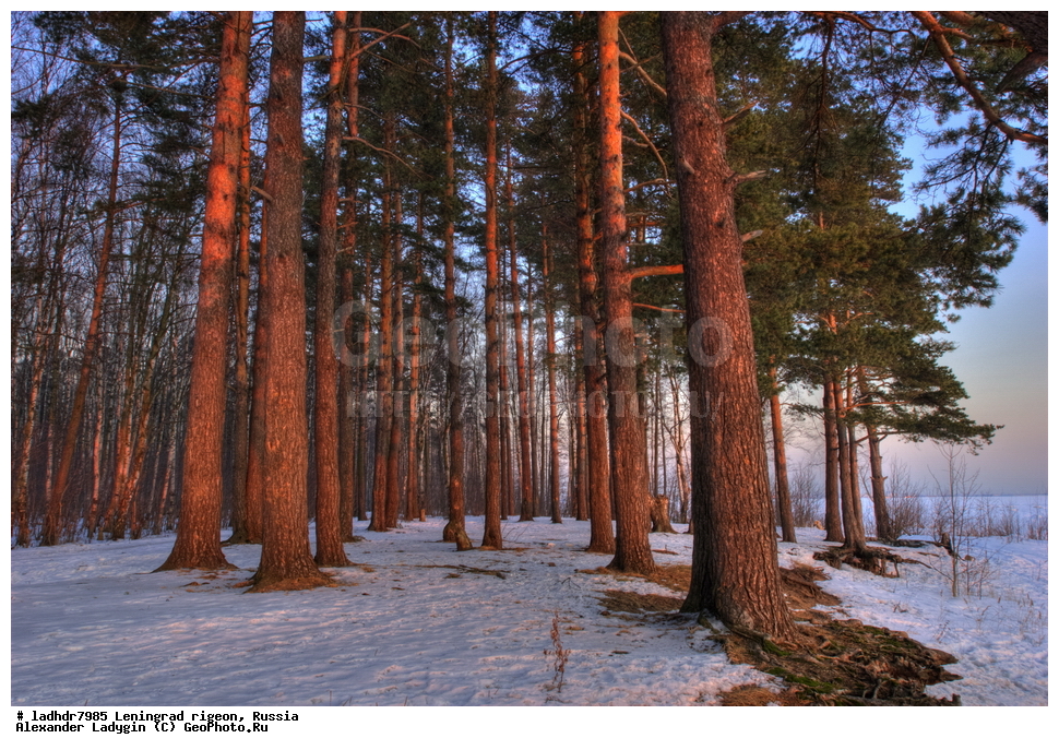 ��������������� ��������� ��������, �������� ��������� ������� ����, ������������� �������, ������, �������, ���������� ����, ������� �����, ������, �����, �����, Pinus sylvestris, ������ ��������, �����, ���������� ��������, ������������ ��������, ������������ ��������, XYZ, ��������, Pinaceae, ����� ������������, ����� �������, ����� ������, ����� �������, Pinus sylvestris