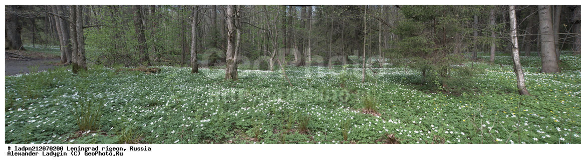 ��������������� ��������� ��������, �������� ��������� ������� ����, ������������� �������, ������, �������, ���������� ����, ������� �����, Anemone nemorosa, Anemone nemorosa, Anemonoides nemorosa, Ranunculaceae, Ranunculaceae, ������� ���������, ������� ���������, ������� ���������, ����������� ���������, ��������� ���������, ��������� ���������, ���������� ���������, ���������� ���������, ���������, ���������, ������ ��������, ������ ��������, ������������ ��������, ������������ ��������, ������������ ��������, ������������ ��������, ��������, ���������� ��������, ���������� ��������, �����, �����, �����, ������, ������, �����, �����, ��������, XYZ