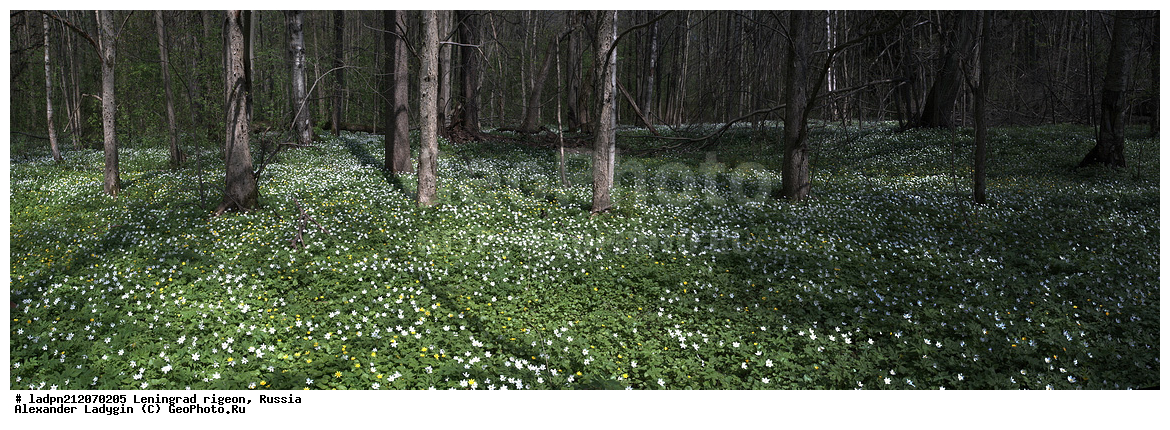 ��������������� ��������� ��������, �������� ��������� ������� ����, ������������� �������, ������, �������, ���������� ����, ������� �����, Anemone nemorosa, Anemone nemorosa, Anemonoides nemorosa, Ranunculaceae, Ranunculaceae, ������� ���������, ������� ���������, ������� ���������, ����������� ���������, ��������� ���������, ��������� ���������, ���������� ���������, ���������� ���������, ���������, ���������, ������ ��������, ������ ��������, ������������ ��������, ������������ ��������, ������������ ��������, ������������ ��������, ��������, ���������� ��������, ���������� ��������, �����, �����, �����, ������, ������, �����, �����, ��������, XYZ