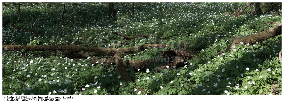 ��������������� ��������� ��������, �������� ��������� ������� ����, ������������� �������, ������, �������, ���������� ����, ������� �����, Anemone nemorosa, Anemone nemorosa, Anemonoides nemorosa, Ranunculaceae, Ranunculaceae, ������� ���������, ������� ���������, ������� ���������, ����������� ���������, ��������� ���������, ��������� ���������, ���������� ���������, ���������� ���������, ���������, ���������, ������ ��������, ������ ��������, ������������ ��������, ������������ ��������, ������������ ��������, ������������ ��������, ��������, ���������� ��������, ���������� ��������, �����, �����, �����, ������, ������, �����, �����, ��������, XYZ