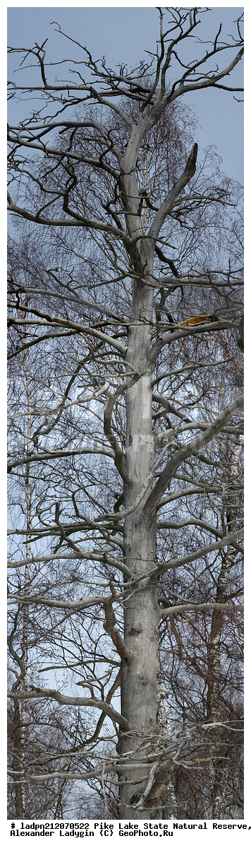 Picea abies, �������, ��������������� ��������� ��������, Pinus sylvestris, ����� ������������, Pine, ������ ��������, �����, ���������� ��������, ������������ ��������, ������������ ��������, XYZ, ��������, Pinaceae, ����� ������������, ����� �������, ����� ������, ����� �������, Pinus sylvestris