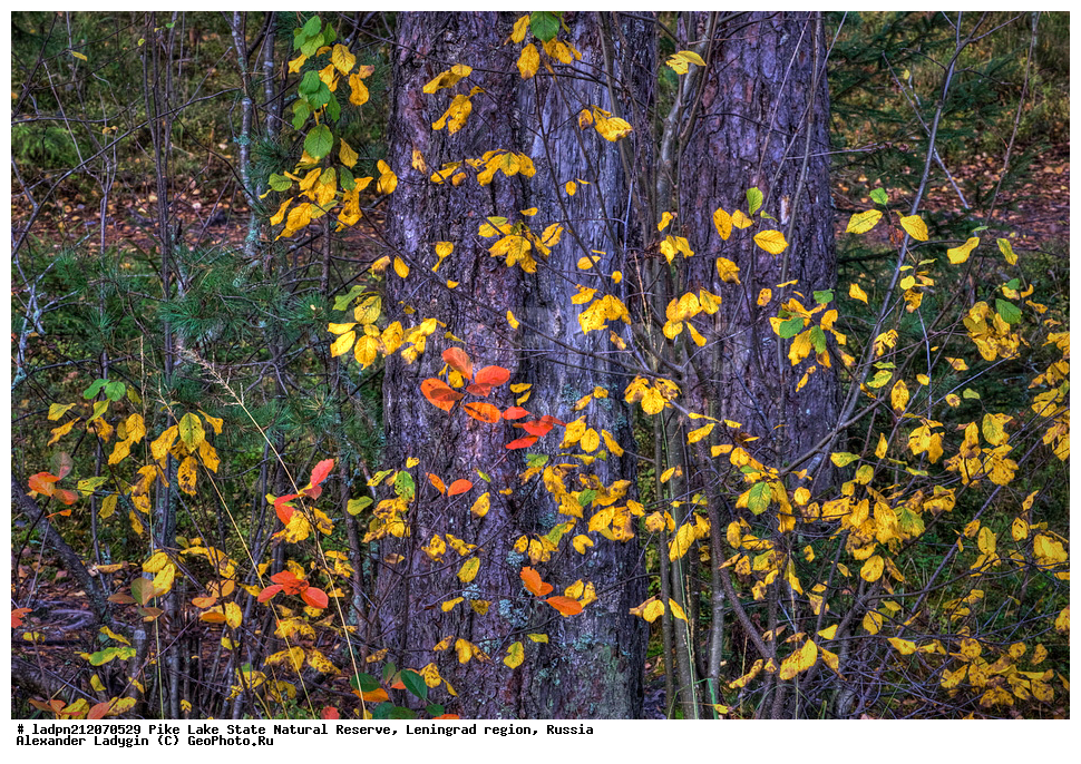 �������, ��������������� ��������� ��������, ����� �����, ������������� �������, �����, ��������, ���, �����