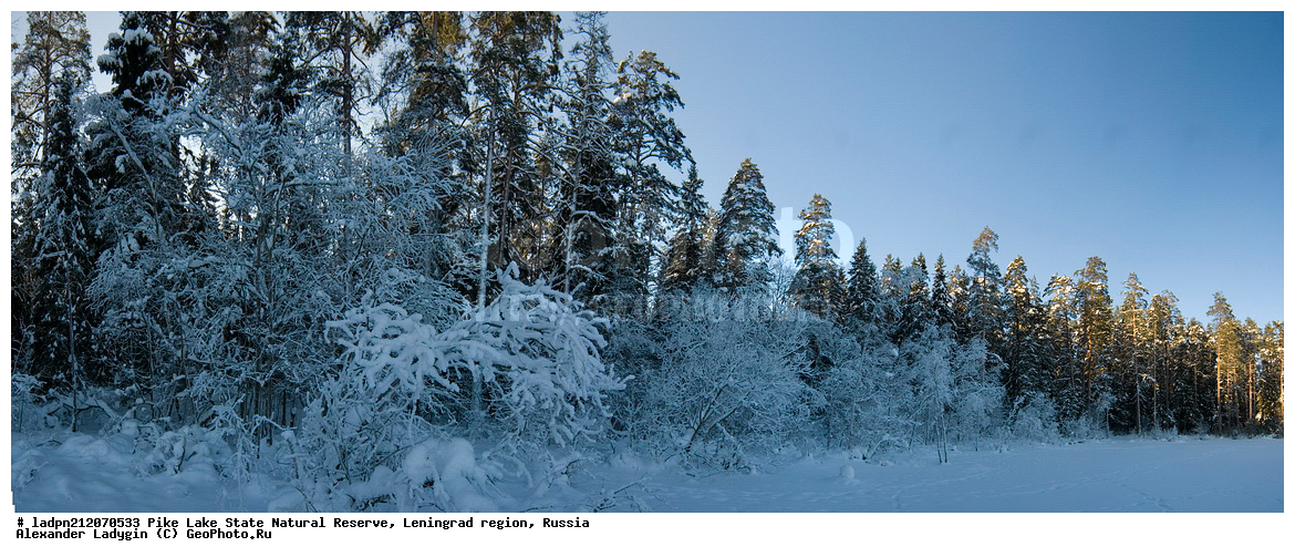  Picea abies, �������, ��������������� ��������� ��������, ������, ������, ����� �����, ��� ������������, ����, ������������� �������