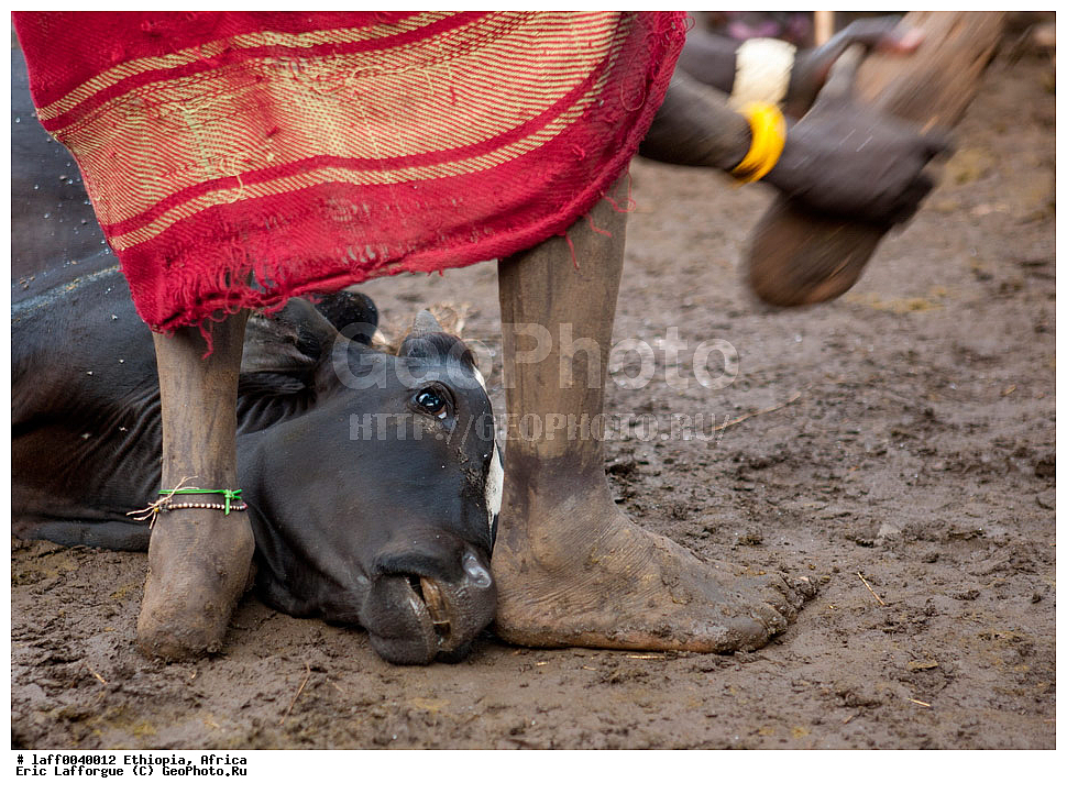 ���������, ������� ������, ������, ������ ����������, ������ ����, ����, Me'en, ����, �������, ��������������, ���������, ������� ������, ������� ����, ������, ����, ������, ������ , ��������� ������, �������, ������ ���� ��� �������, ���������, �� �������� �������, ����, ���� �����, ������������, �������, �������, ��������������, �������� �������� �������, ����, ��������, �����, �����, Murzu, ����� ���, �������, ������ ���� ���, ��������, ����, ����������, ����������, ������, ����, ������, Sacrifying, ����� ������������ ����� ��������������� � ������� �������, ������������, �����, �������, �������, ������ ����, �������, ���� ������� �������, ��������, ��������, �������������, �������������, �����, �����, XYZ, ���������, Bovidae, ������, ���, ���, Bos taurus taurus