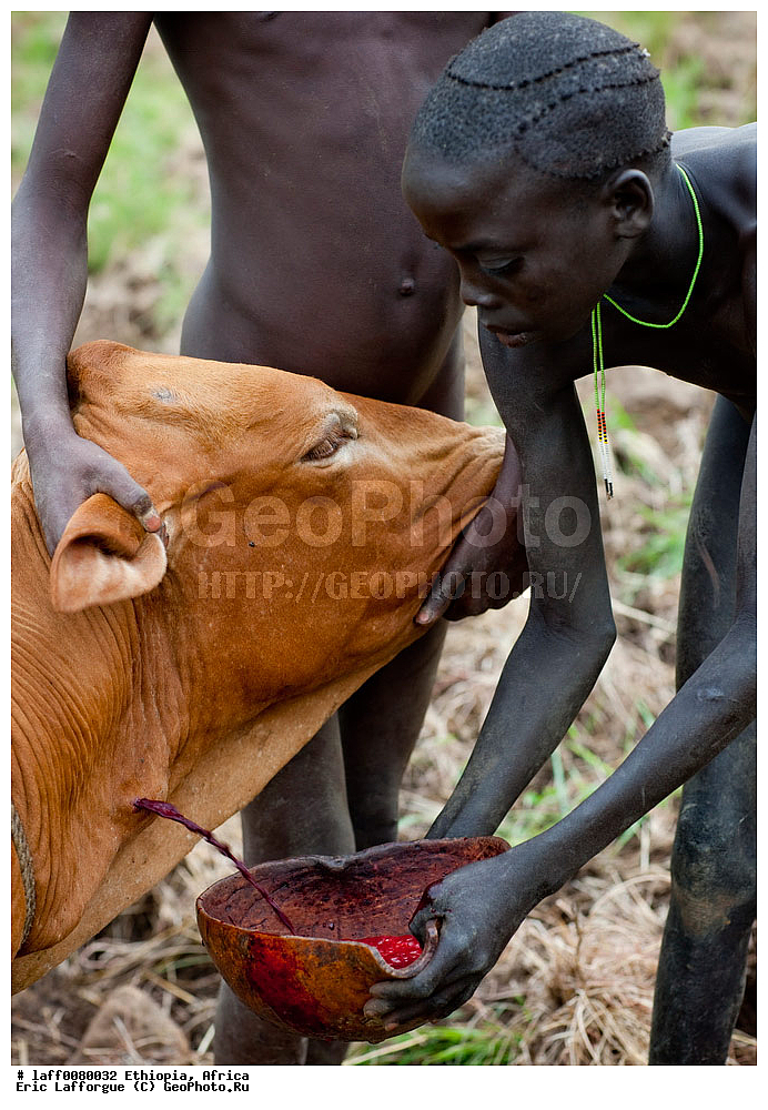 ���������, Abyssinie, ������, ����������� ������, Afrique de l Est, ��������� ������, �������, Ethiopie, ���, ��� ������, ������� ������ ���, ������� �� �� �����-��-� ���, ����, ���� ����, ����, ����� ����, �����, �����, ������� �����, Turgit, ������������, �����, �������� ����, ������, calebasse, ������, ������� �����������, ����, ������� ����������, ������, ������, etre humain, exterieur, �������� traditionnel, homme, ������������ ��������, �������, �������, ��������, �� �����, �� ���������, ����, �������, ��������, ������ ����, peuple �����, peuple nomade, ���� couleur, ������, rituel, saignement, saigner, ����, ������������ ������, �������, tribu, tribu des ����, tribu des �����, ����, vallee de l ���, ������������, ������� �� Turgit, ���� Turgit, �� exterieure