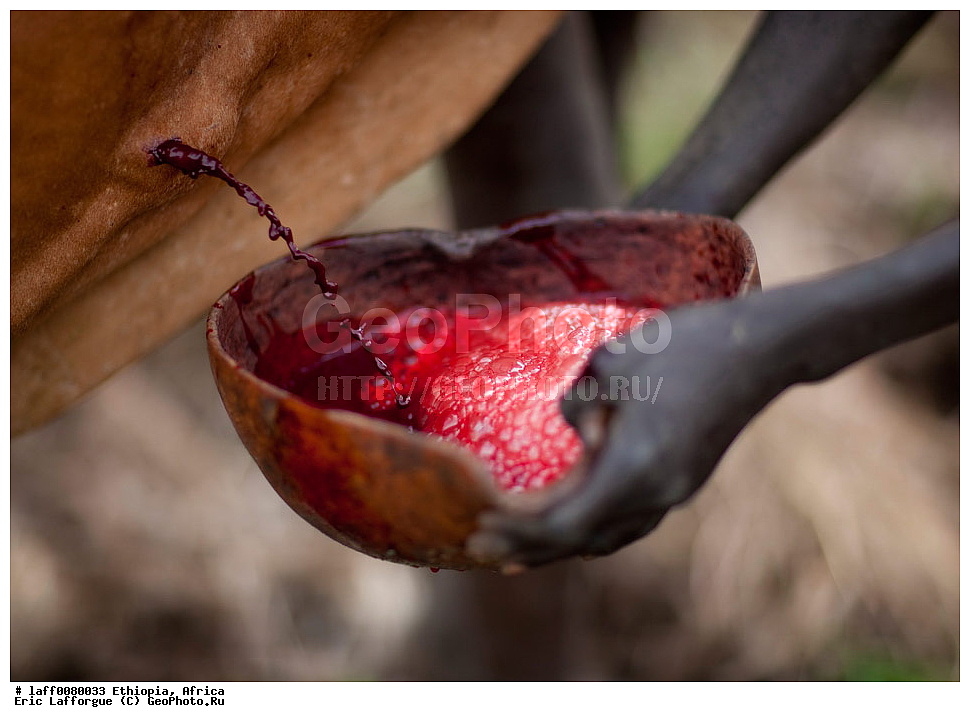 ���������, Abyssinie, ������, ����������� ������, Afrique de l Est, ��������� ������, �������, Ethiopie, ���, ��� ������, ������� ������ ���, ������� �� �� �����-��-� ���, ����, ���� ����, ����, ����� ����, �����, �����, ������� �����, Turgit, ������������, �����, ����� ���, ������, calebasse, ������� ������, ������� �����������, ����, ������� ����������, ������, ������, etre humain, exterieur, ���� ����, �������� traditionnel, homme, ��������������, �������� ��������, �������, �������, �� �������� �������, �������, ����, �������, ��������, ������ ����, peuple �����, peuple nomade, ���� couleur, ������, rituel, saignement, saigner, ����, ������������ ������, �������, tribu, tribu des ����, tribu des �����, ����, vallee de l ���, ������� �� Turgit, ���� Turgit, �� exterieure