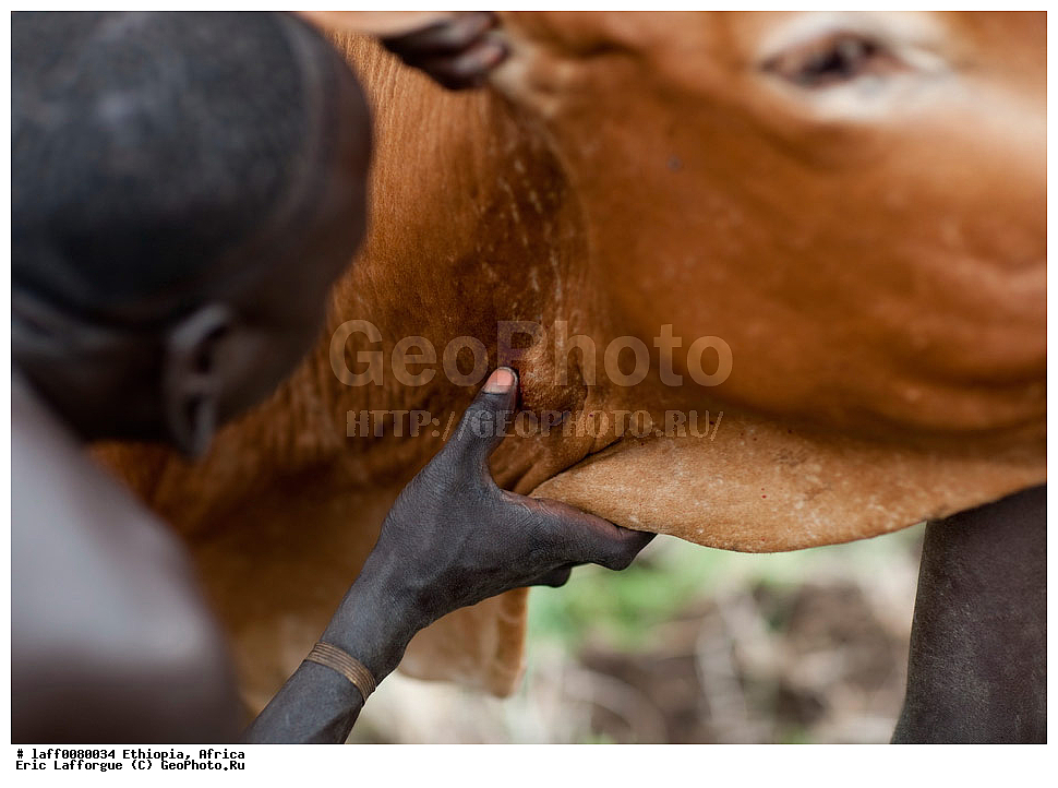 ���������, Abyssinie, ������, ����������� ������, Afrique de l Est, ��������� ������, �������, Ethiopie, ���, ��� ������, ������� ������ ���, ������� �� �� �����-��-� ���, ����, ���� ����, ����� ����, �����, ����� �����, ����� �������, Turgit, �����, �������� ����, ������� �����������, ����, ������� ����������, ������, ������, etre humain, exterieur, �������� traditionnel, homme, ��������������, ������������ ��������, �������, �������, �� �������� �������, ���, ����, �������, ��������, ������ ����, peuple �����, peuple nomade, ���� couleur, ������, rituel, ���, ������������ ������, �������, tribu, tribu des ����, tribu des �����, ����, vallee de l ���, ������� �� Turgit, ���� Turgit, �� exterieure