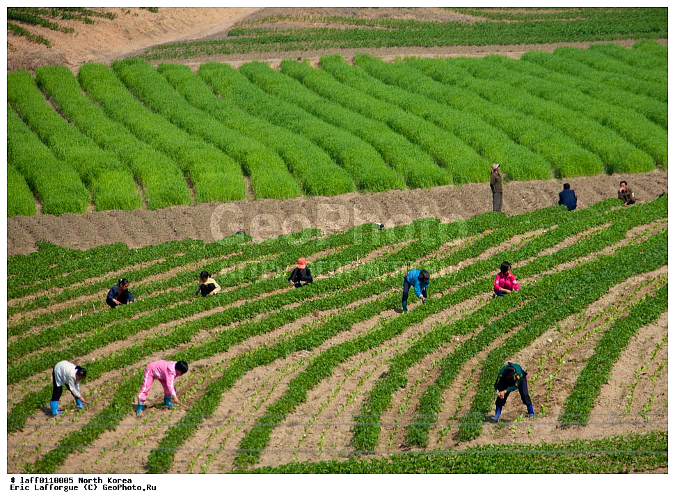 , Agricultors, �������� ���������, ����, ������, ������, Bottes, ����, ���� �������, ����, ���������, �������� ���������, ����, �����, �������, ������ �����, �����, ������ �����, �������, �����, �����, Laborious, �����, ������ ������, �������� �����, ������� ����, �������, ���������, ����, ����, Repiquage, ���, ���, Rizieres, �����, ����, ������� �������, Transplanting, ������