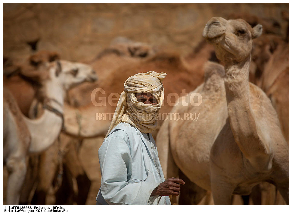 ����, ������ ��� ��������, ������, ����������� ��������� ������, ����������� ���������� ��������������, ��������, �������, ��������� �����, ����� dromedaris, Charen, Cheren, ��������� �����, ����, ���� �����������, ����, ������� �����������, ���� ����������, ����, Dromadaire, Dromedary camel, ��������� ������, �������, �������, Ert , Ertra, �����, ��������������, ������� ������, ����������� ������������ �������, ����������� �������, �����, �����, ����, �����, �������, ����������, ������ ���� �������, ���� �������, ���� ���������������, �� �������� �������, ����, ����������, �������� ����, �������, ���, ���, ������������ ������, ������������ ��������, �����������, ���������, ������� ��������, ��������, ��������, �������������, �������������, �����, �����, XYZ, �����������, Camelidae, ���������� �������, ��������, ��������, �������, Camelus dromedarius