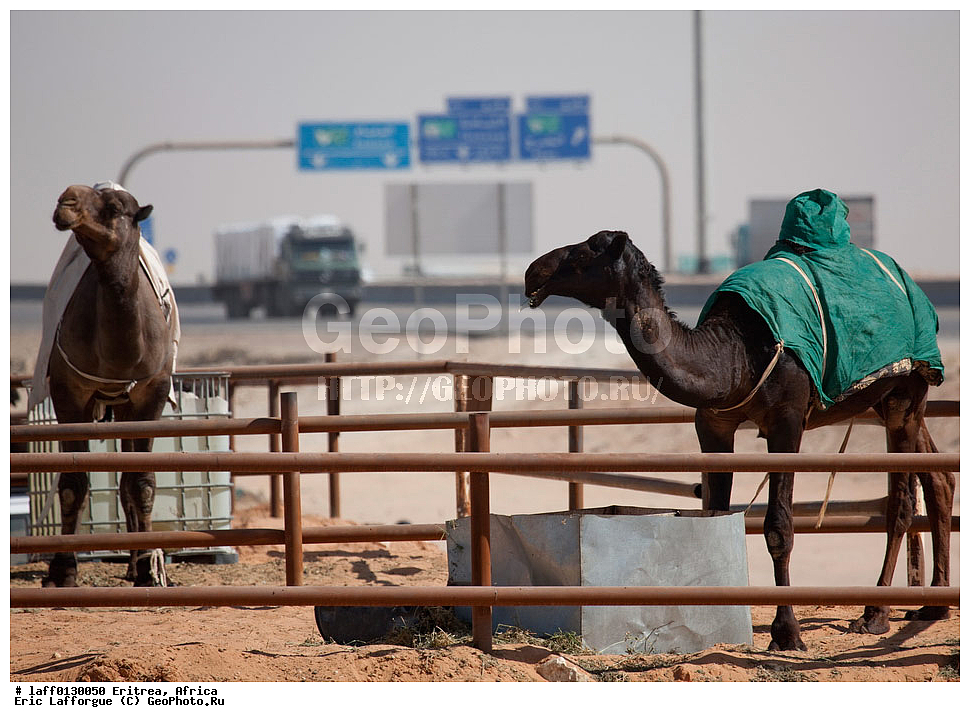 ��������, ������, �������, �������, ���� �����������, �������� �����������, �������, ���������, �����, ��������������, ����������� ���������� ������, ���, �����, ������� ������, �� �������, ��������, �� �������� �������, ���, ������� ������� ����, Riyad, ��-����, ���������� ������, ���������� ������, ���, ����� ���� ��������� �������, �����������, ��������, ��������, �������������, �������������, �����, �����, XYZ, �����������, Camelidae, ���������� �������, ��������, ��������, �������, Camelus dromedarius