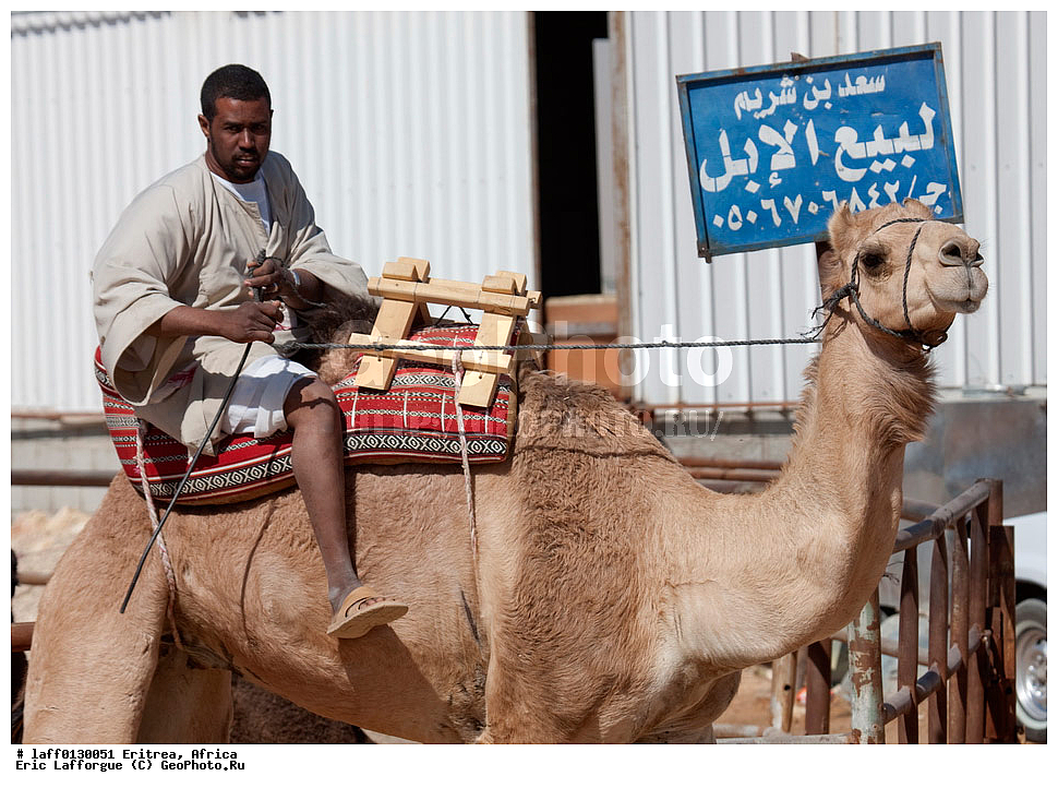 ��������, ������, ��������, ������, �������, ������� �������, �������, ���� ����������, ���������� ����, ����������, ����������, �������, ���������, ��������������, �������, ����������� ���������� ������, ���������� ������, �������, �����, ������� ������, ���� �������, ��������, �� �������� �������, �������, �������, �������, ������ ��� �������, Riyad, ��-����, ���������� ������, ���������� ������, ���, �������, ����� ���� ��������� �������, �����������, �����, ��������, ��������, �������������, �������������, �����, �����, XYZ, �����������, Camelidae, ���������� �������, ��������, ��������, �������, Camelus dromedarius