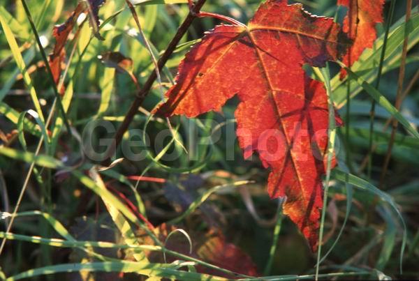 ����, ������, �����, ��������� ����, �����, ���������� �������