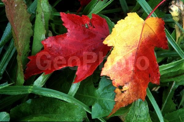 ��������� ������, ����, ������, ������ ���������, �����, ��� ������, ������ �����, �����, �������, ���������� �������