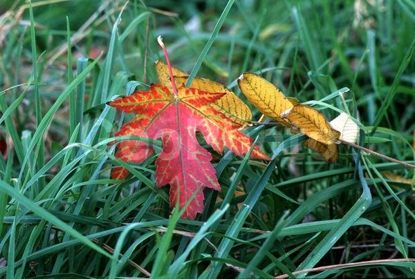 �����, ������, ������� ����, ������, ������