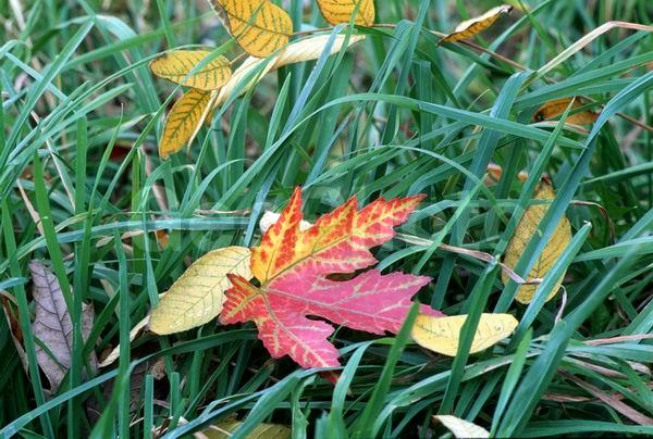 �������, ����, ������, ��������, �����, ������ �����, �����, ��������, ���������, ���������� �������