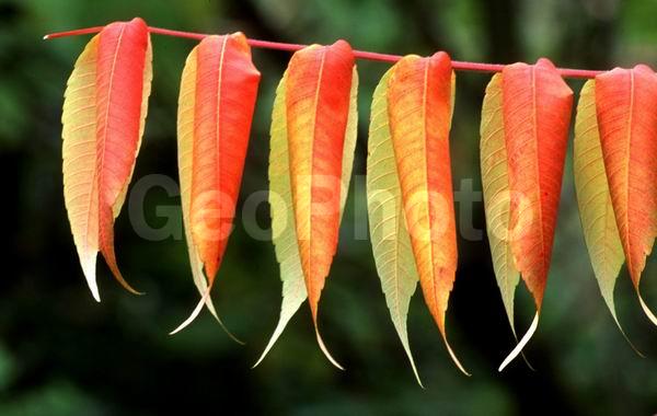 �����, ������, ������� ����, ������, ������