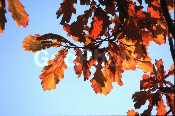 ����������, ���, �������, ���, ����, ������, ��������, ����, �����, ������ �����, ��������, ������, ��������, ���������� �������