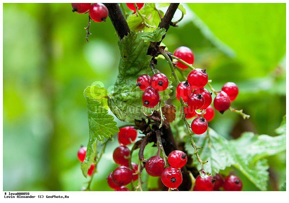 ������� ���������,���������� ����, ����������