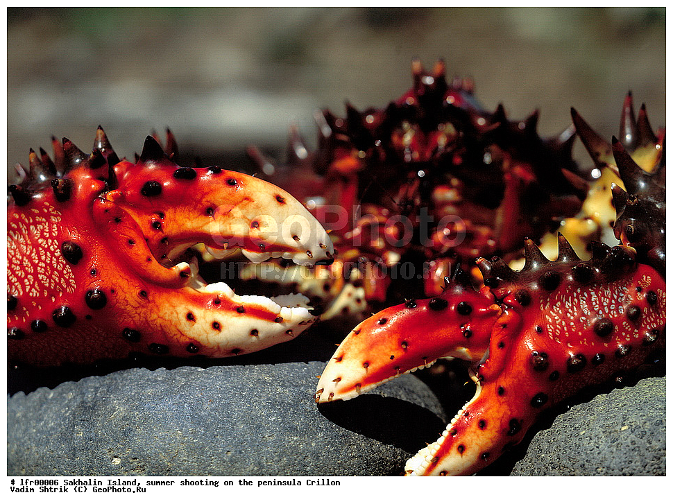 ������, �������, ����, ����������, �������, ������