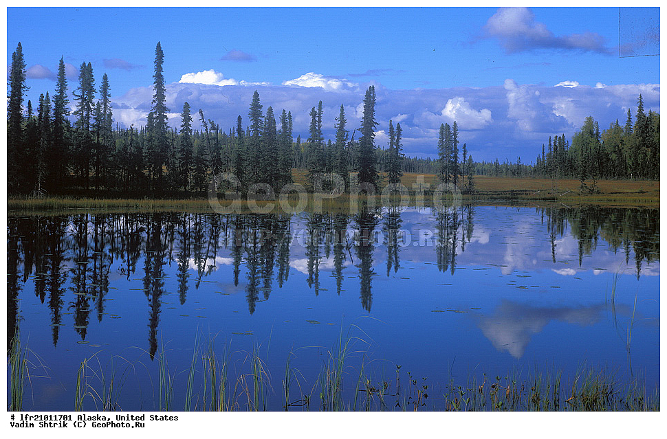  ���, ������, ������