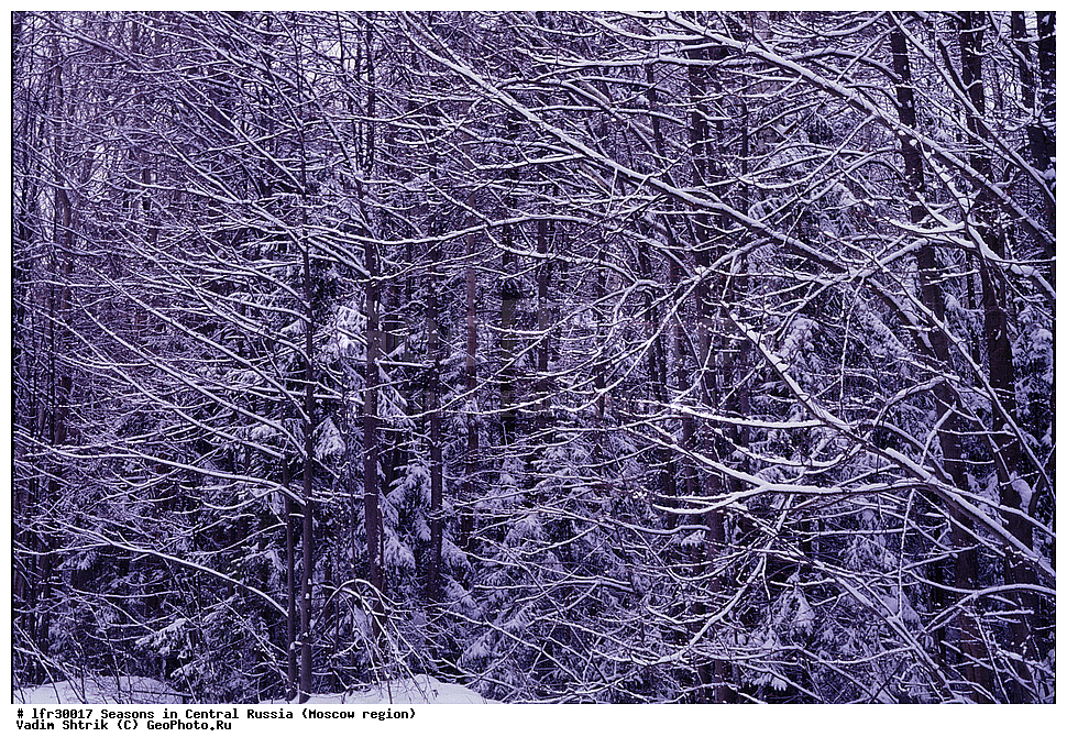 ������� ����, ������� ������, ������, ���������� �������, �����������