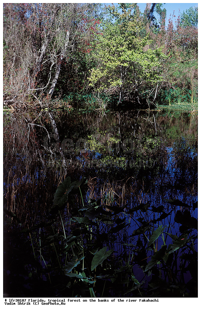 �������, ���, ����������� ���, �����, ����, �������, ������