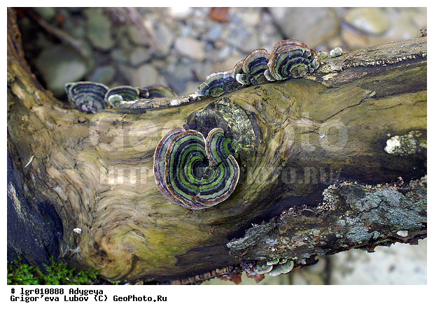 ������, ������, ��������� ����, ����, ������, ��������� ����, �������, ����, ������� ����, ���, ������, ��������, �����, ���������, ���������, �����