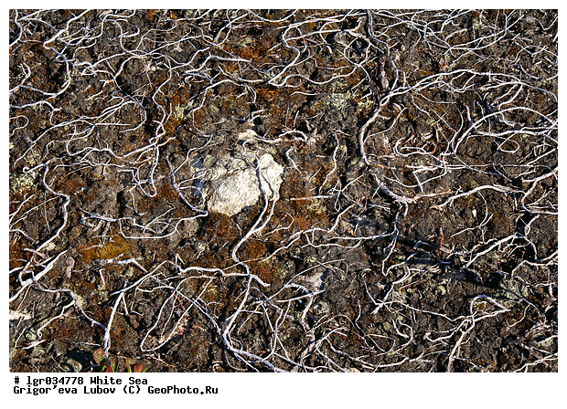 ����� ����, �����, �����, ������, �����, ��������, ���, �������������, ������, �����, �����