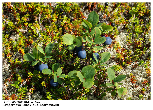 ����� ����, ��������, �������, ��������, ���������, ���, ���������, �������, ��������, �����, ��������, �����