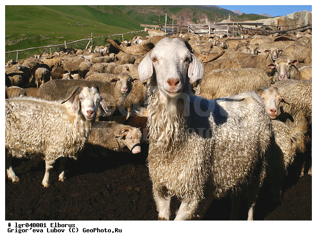 �������, �������, ���������, ���������, ����, ����������, ��������, �����, �������, ��������, ����, ���, ������, ���, �����, ����, ����, ����������, ����, �������, ��������, �����, �����, ������������, ��������, ��������, �������������, �������������, �����, �����, XYZ, ���������, Bovidae, �������� ����, Ovis aries, ��������, ��������, �������������, �������������, �����, �����, XYZ, ���������, Bovidae, �������� ����, Ovis aries, ��������, ��������, �������������, �������������, �����, �����, XYZ, ���������, Bovidae, ���� ��������, Capra aegagrus hircus