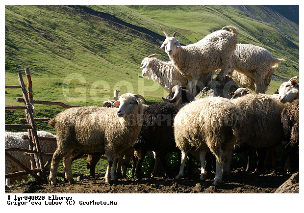 �������, ������, �������, ����, ��������, �������, ����, ���, ������, �����, ����, ����, ����, �����, ����, �����, �����, ���������