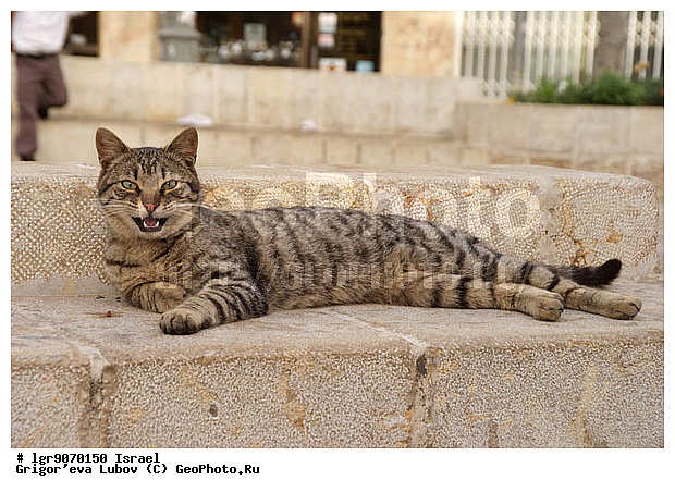 �������, ��������