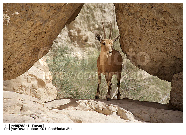 �������, ��������