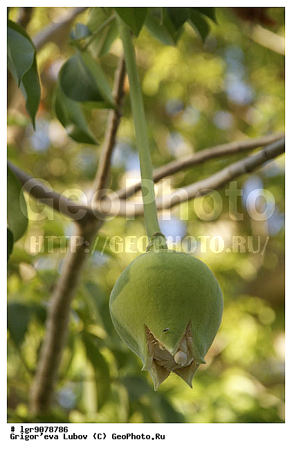 ����� �����������