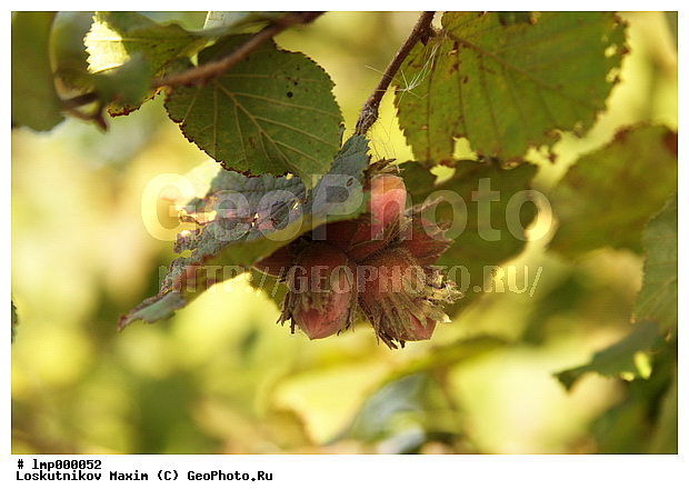 3 ������, ������ ����, ����, �����, ����� �� �����, ����� �� ������, �������, ����, ����� ��������, ������, �����