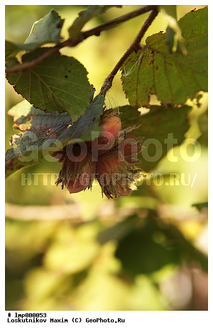 3 ������, ������ ����, ����, �����, ����� �� �����, ����� �� ������, �������, ����, ����� ��������, ������, �����