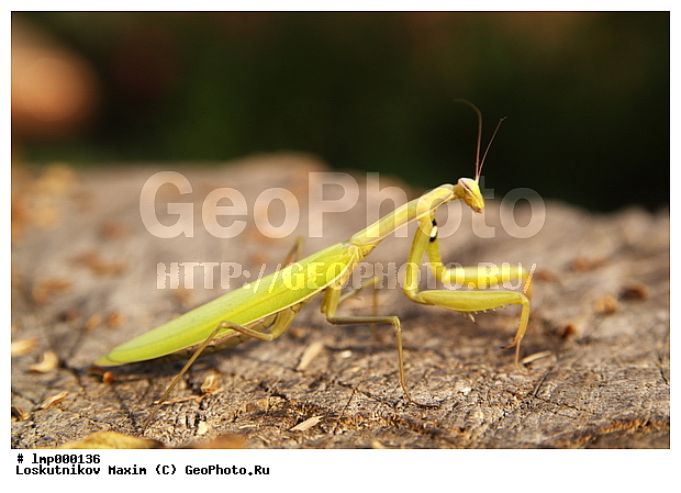 �������, ������� ���������, ������ ���������, ������ ���������, ������ �������, ���������, ���������, ��������������, �������������, ��������������