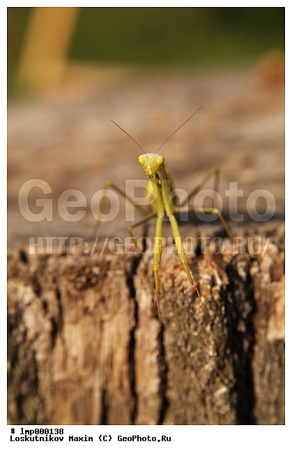 �������, ������� ���������, ������ ���������, ������ ���������, ������ �������, ���������, ���������, ��������������, �������������, ��������������