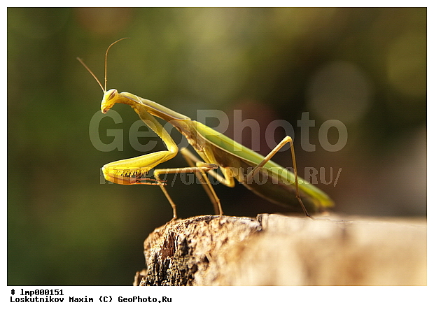 �������, ������� ���������, ������ ���������, ������ ���������, ������ �������, ���������, ���������, ��������������, �������������, ��������������